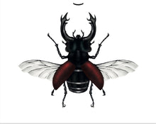 Carica l'immagine nel visualizzatore di Gallery, FERA