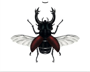 FERA